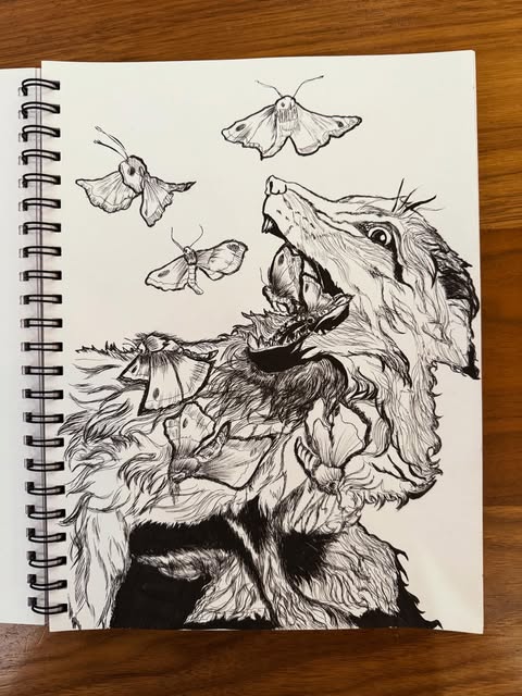 Ink drawing of a snarling opossum surrounded by moths and foliage
